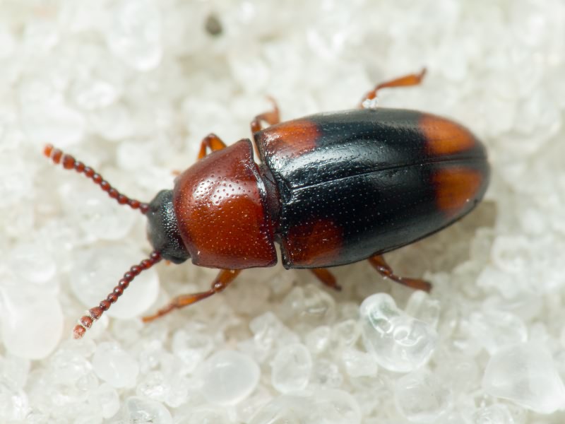Combocerus glaber (Schaller, 1783)